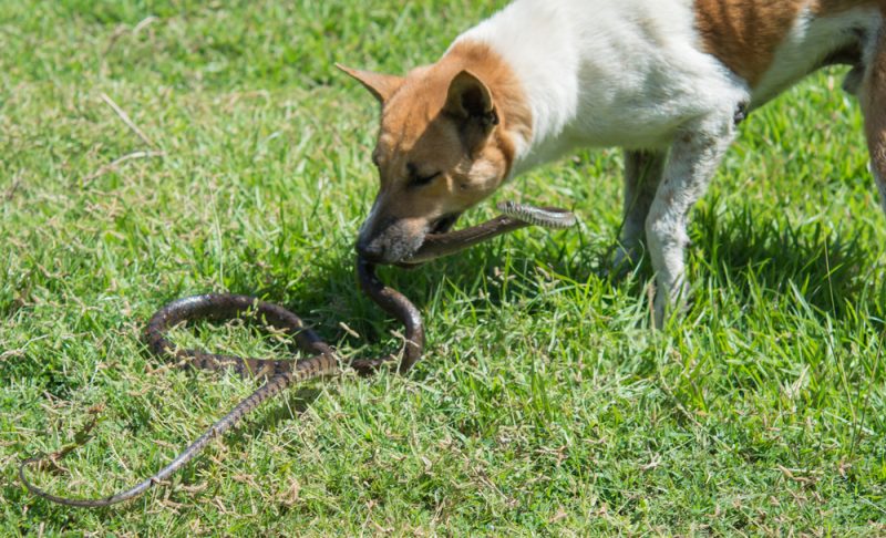 What Constitutes A Veterinary Emergency Dove Mountain Veterinary