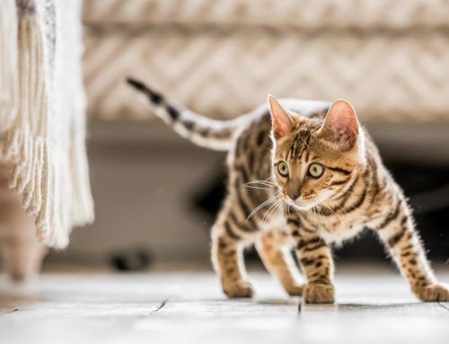7 Pointers to Keep Your Indoor Cat Stress Free