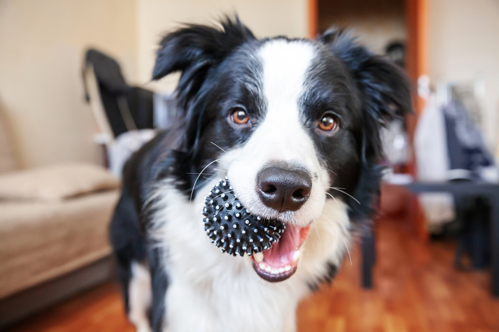 Top 5 ways a toy can stimulate the senses of a bored dog
