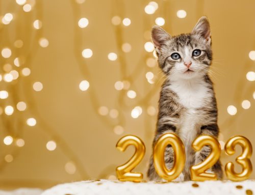 The Top 5 New Year’s Resolutions for Your Pet