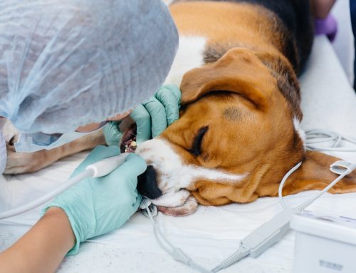 How Often Does My Pet Need a Professional Dental Cleaning?