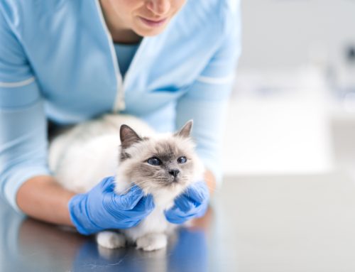10 Signs That Indicate Your Pet Needs a Veterinary Exam